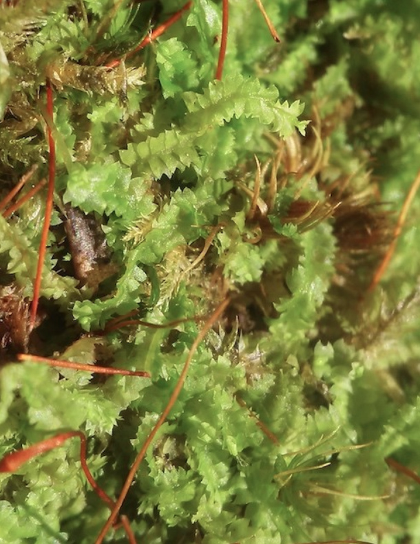 Geocalyx graveolens